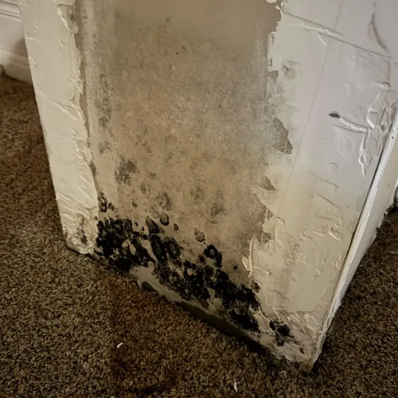 Professional Mold Removal in Summit, MS